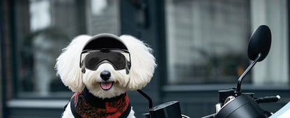 LETVIA-casco para perros S/M con gafas para perros, gafas de sol Anti-UV para perros, casco de motocicleta para mascotas, sombrero con orificios para las orejas, conducción al aire libre y caminar